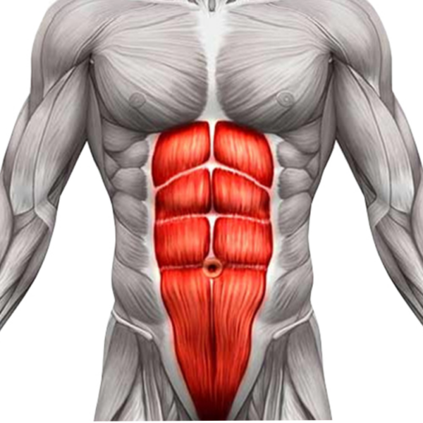 addominali anatomici