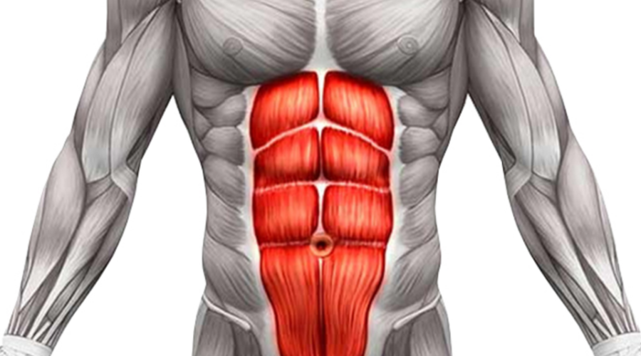 addominali anatomici